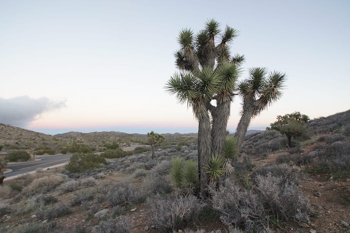 Sharvil Parekh at Joshua Tree